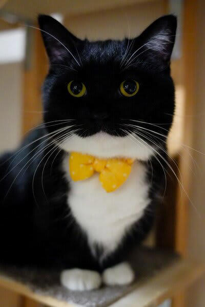 毎日見たくてX開いちゃう」表情の変化が魅力的すぎる猫ちゃん