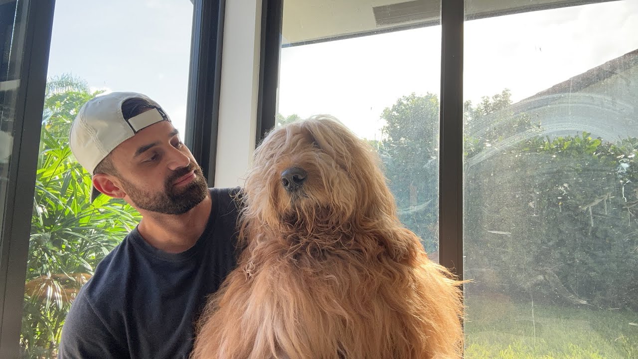 Fluffy dog spa day: Brushing Brodi & Luna + Q&A & home tour!