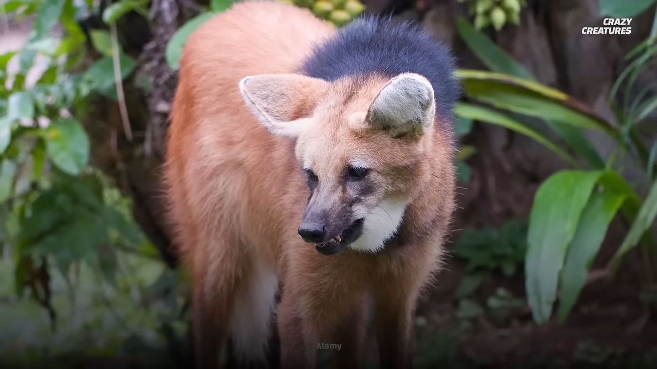 The long-legged predator that hunts like nothing else alive