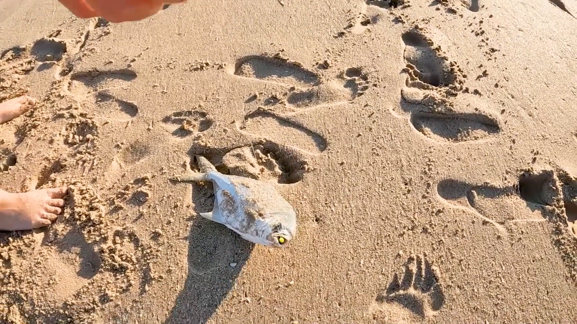 Non stop pompano bites and one guy doing the damage