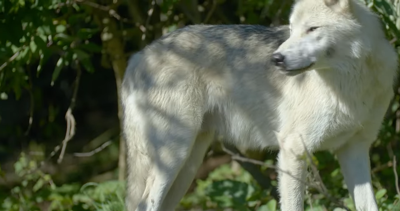 Inside the rivalry between timber wolves and grizzlies