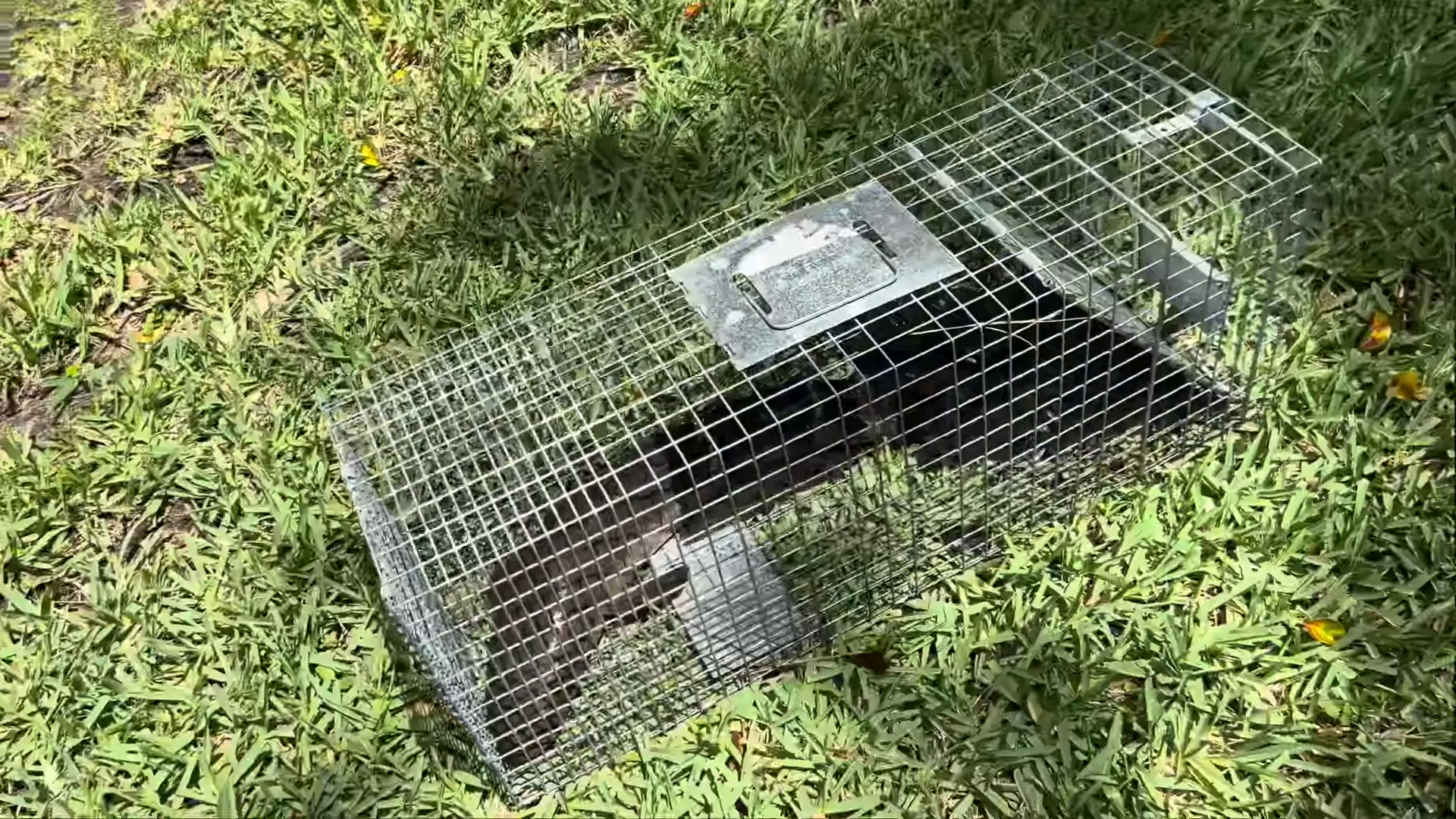 Deformed snakehead pulled from my backyard pond