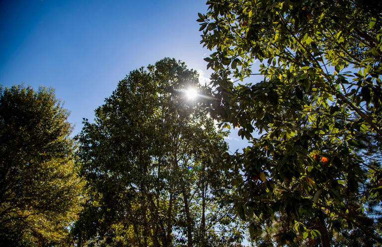 Asheville's Urban Forest Master Plan will shape its canopy for decades ...
