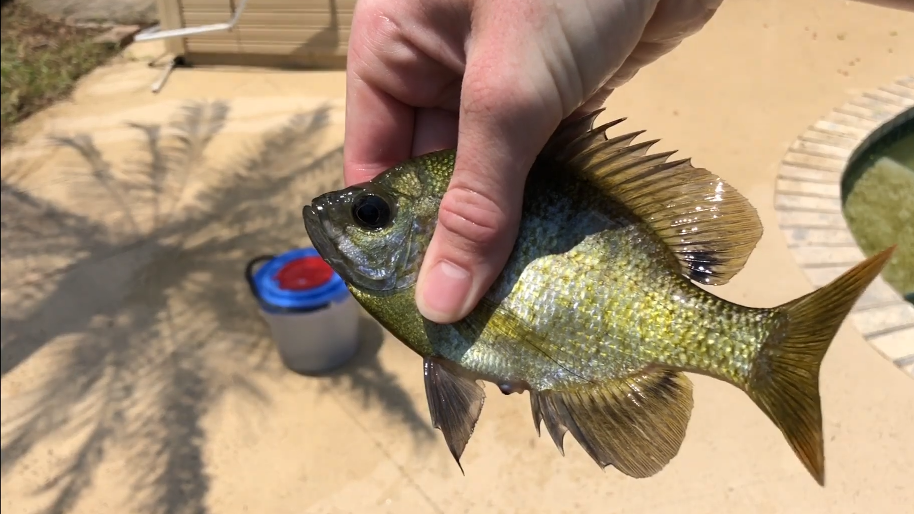 Fish Trap Saves Abandoned Pool Fish!!!