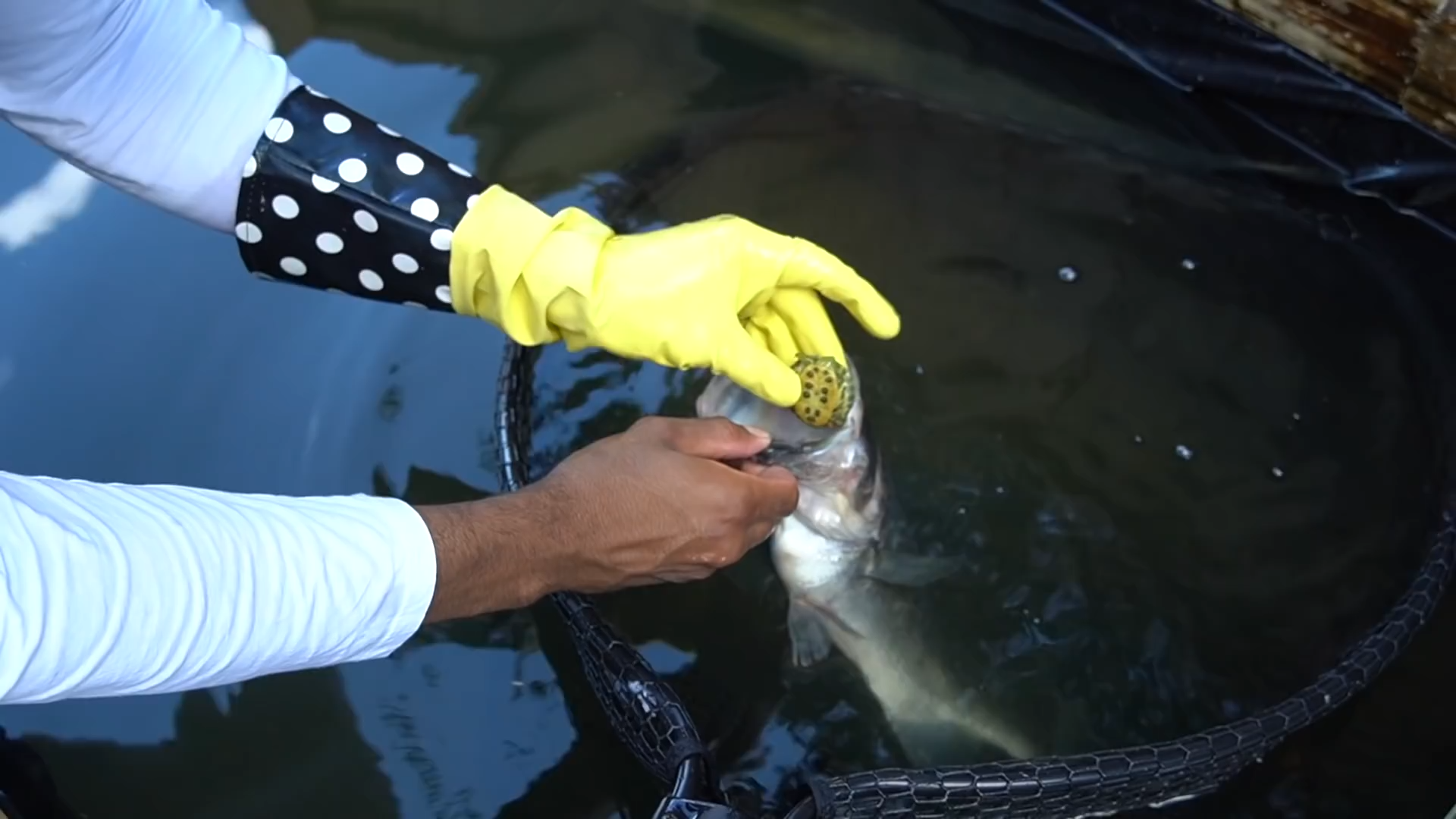Baby turtle inside fish