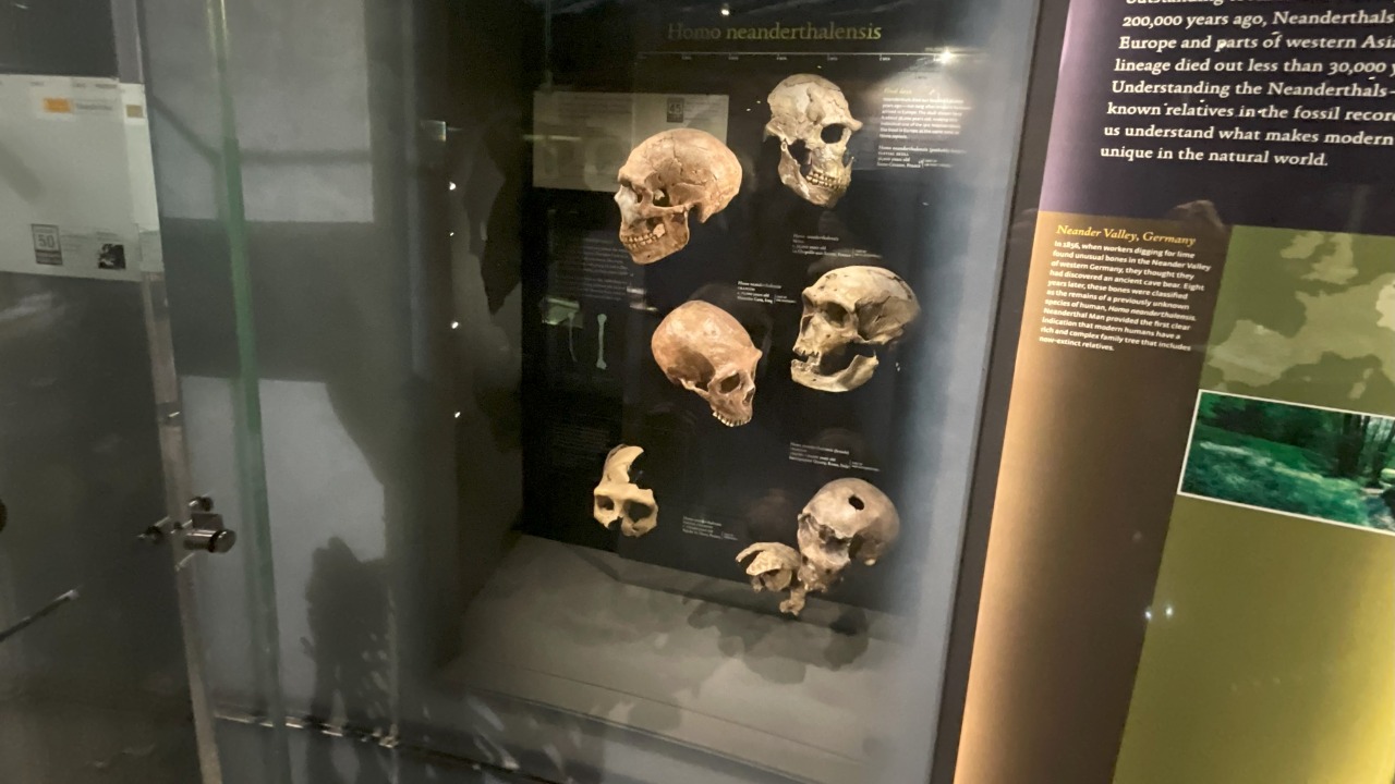 Math equation may help solve the neanderthal extinction mystery
