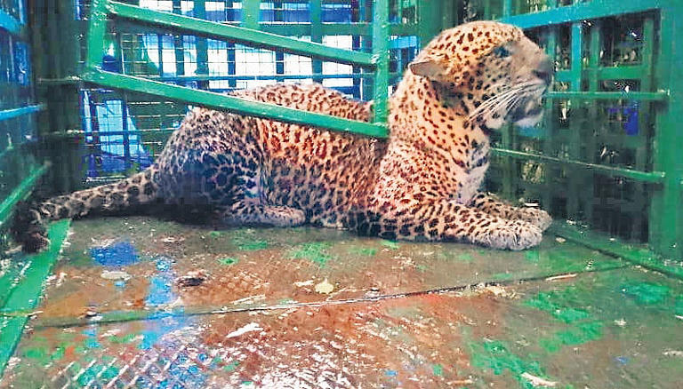 Leopard menace intensifies in Uttarakhand as 48 dangerous felines held ...