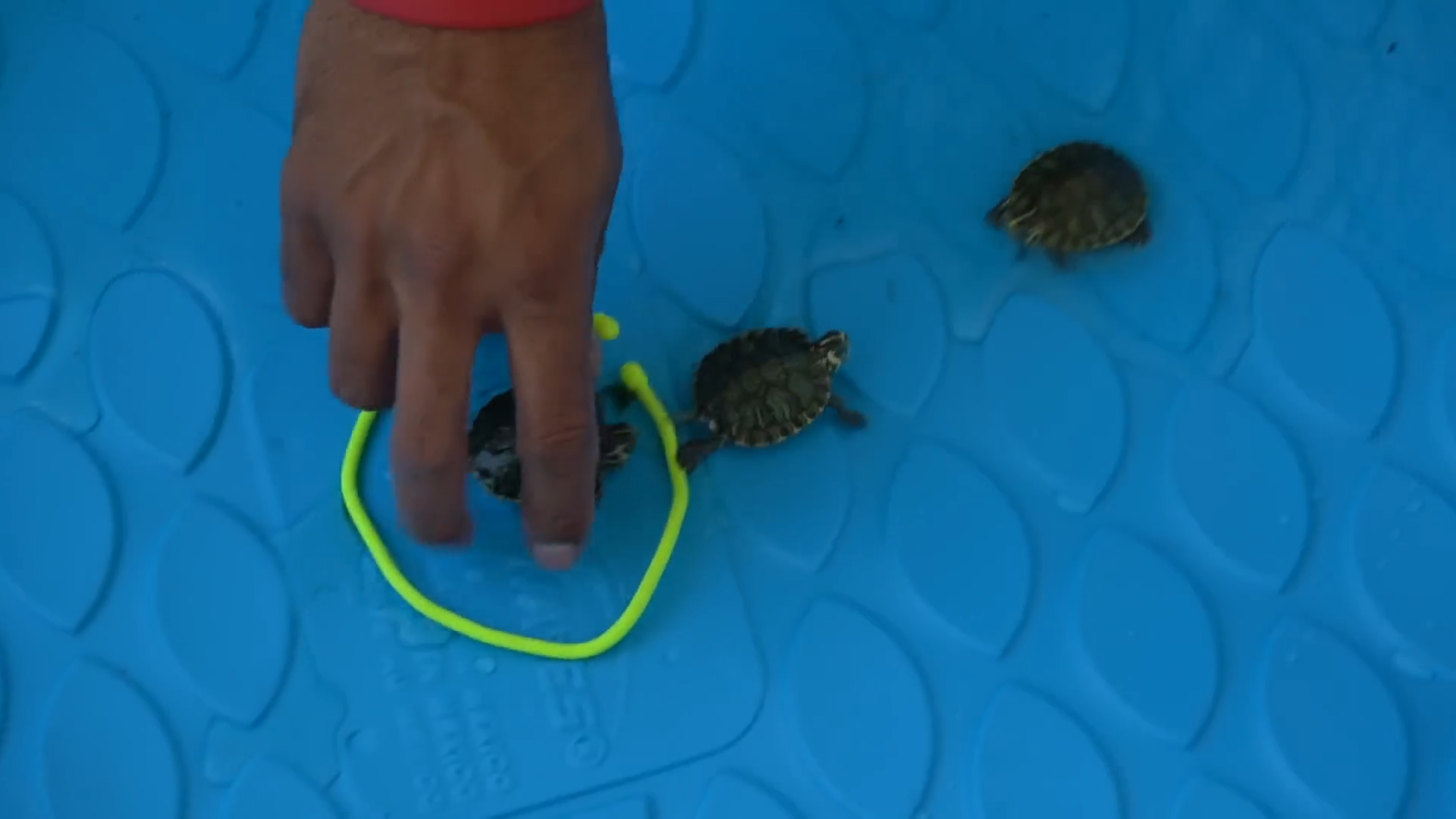 Baby turtle racing