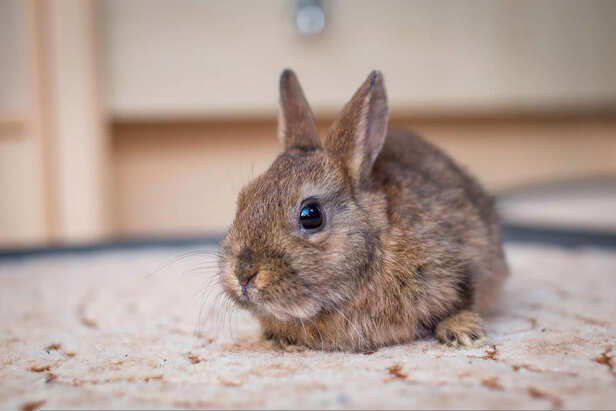 Top 5 Rabbit Breeds In India