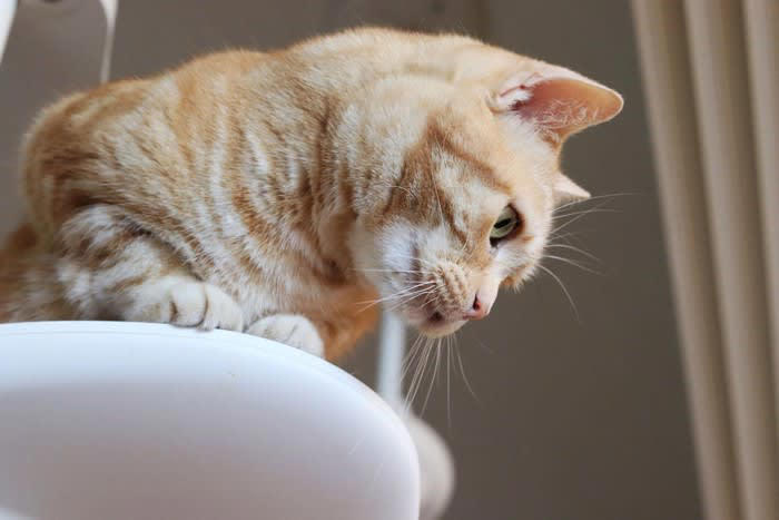 猫が『突然死』してしまう危険な原因4つ 愛猫の命を守るための予防策も解説