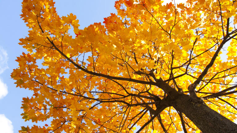 10 Common Trees You Should Be Pruning In Winter So They Flourish In Spring