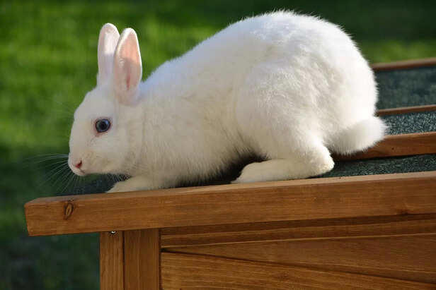 Top 5 Rabbit Breeds In India