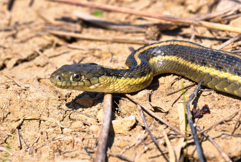 Sacramento County development threatens a giant, shy snake. Why does ...