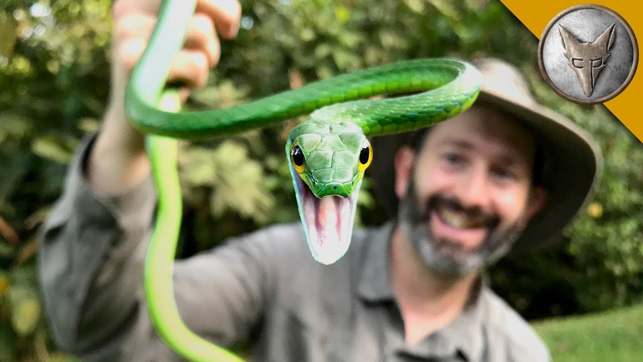 Catching a venomous parrot snake