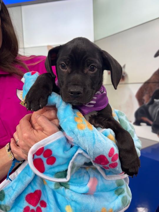 Clyde, a cute little pup is waiting for you to adopt him