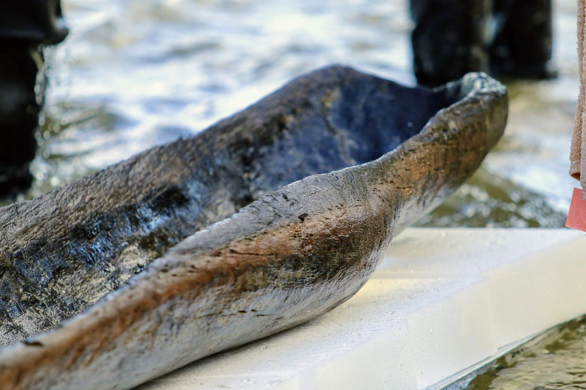 Ancient canoes found in Wisconsin lake