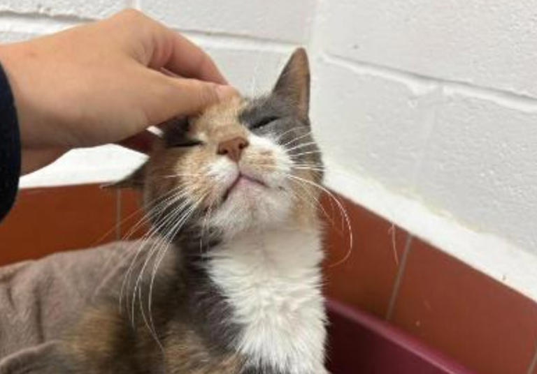 13 lovable cats and dogs at Merseyside RSPCA centres searching for ...
