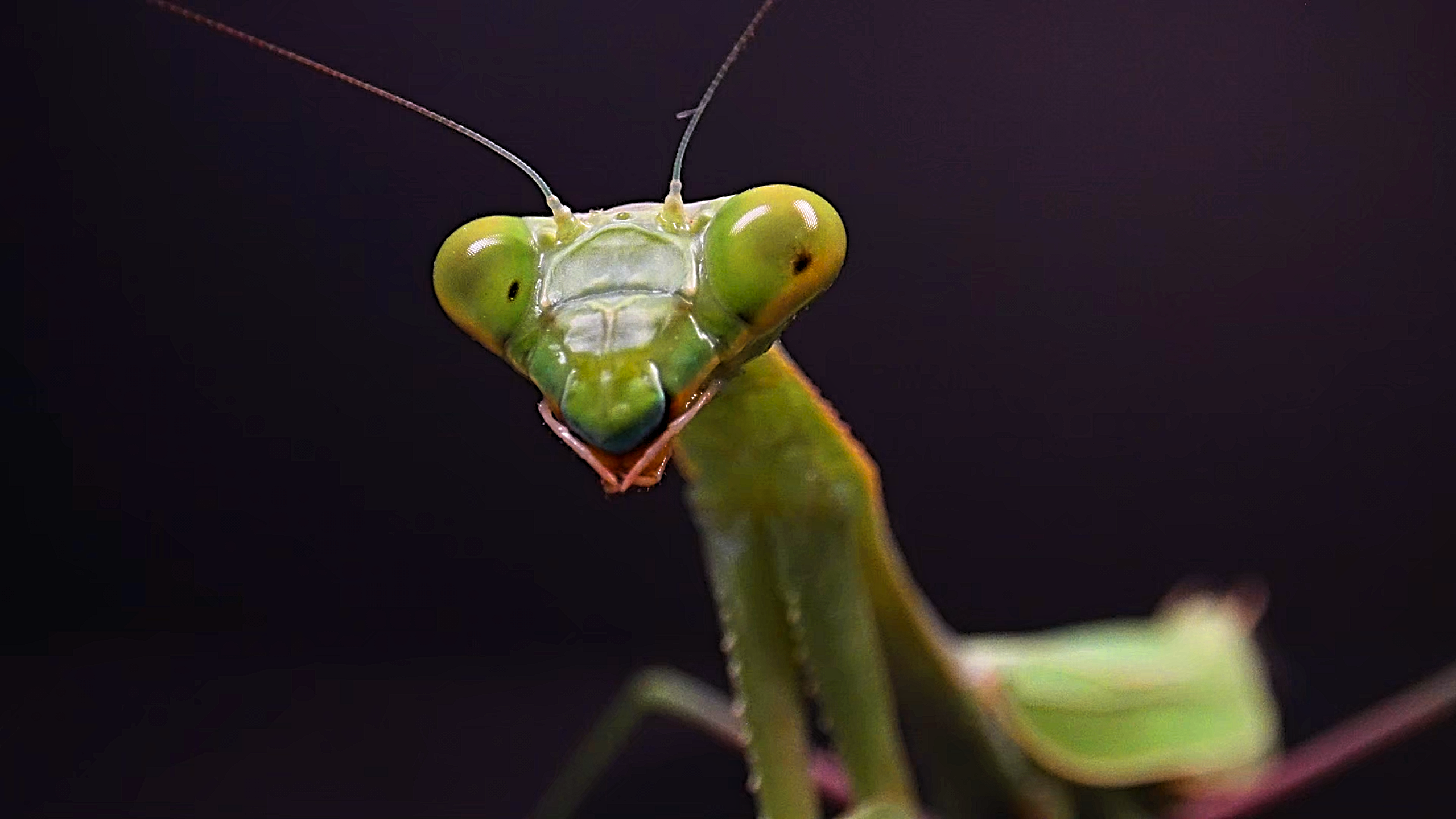The Creepiest CloseUp You’ll See All Week