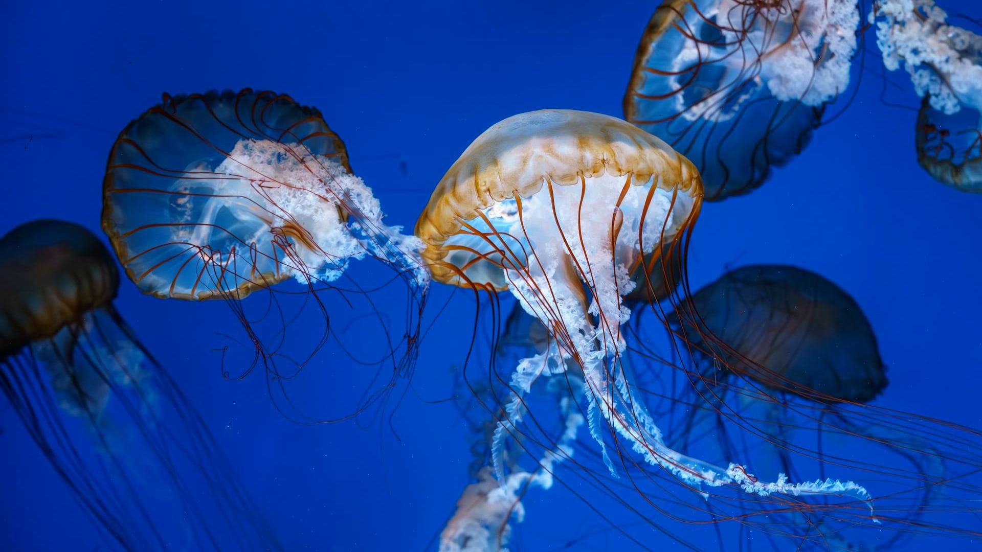 Why Peeing On Jellyfish Stings Doesn’t Work