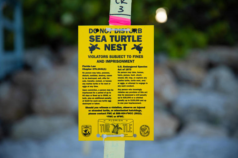 Is it legal in Florida to touch a baby sea turtle?