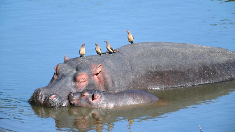 Das gefährlichste Tier Afrikas - 12 Fakten über Flusspferde, die Sie ...