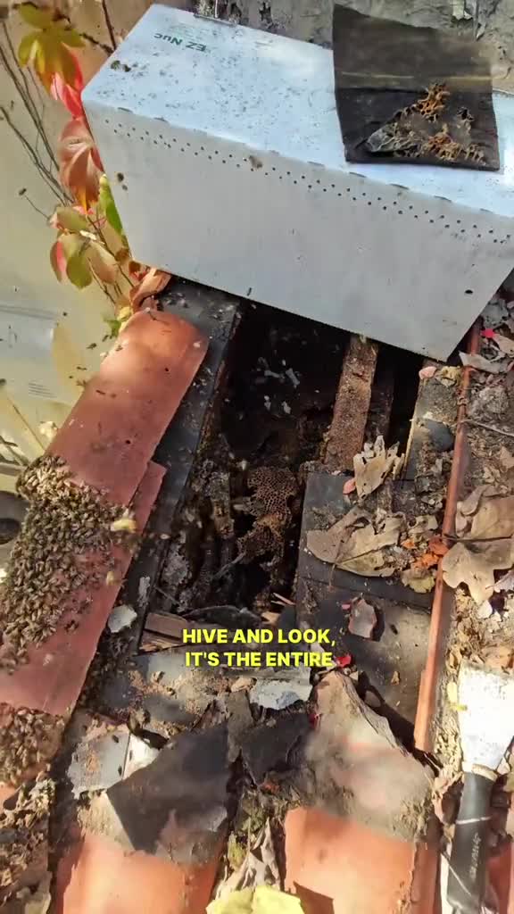 Termite-Infested Roof Reveals Massive Hidden Beehive Rescue