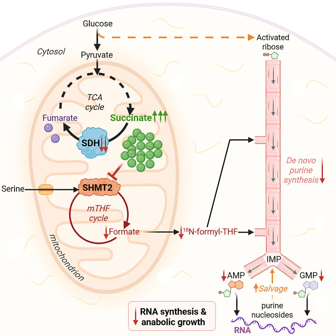 Cancer cells have backup metabolic pathway to keep building DNA when ...