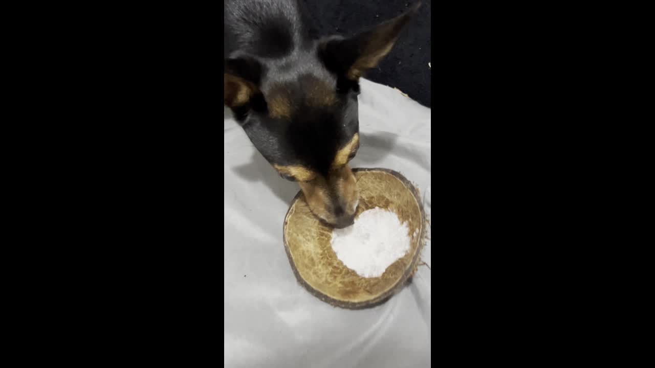Dog downs cachaça from macumba coconut, sending TikTok into 4.4M-view ...