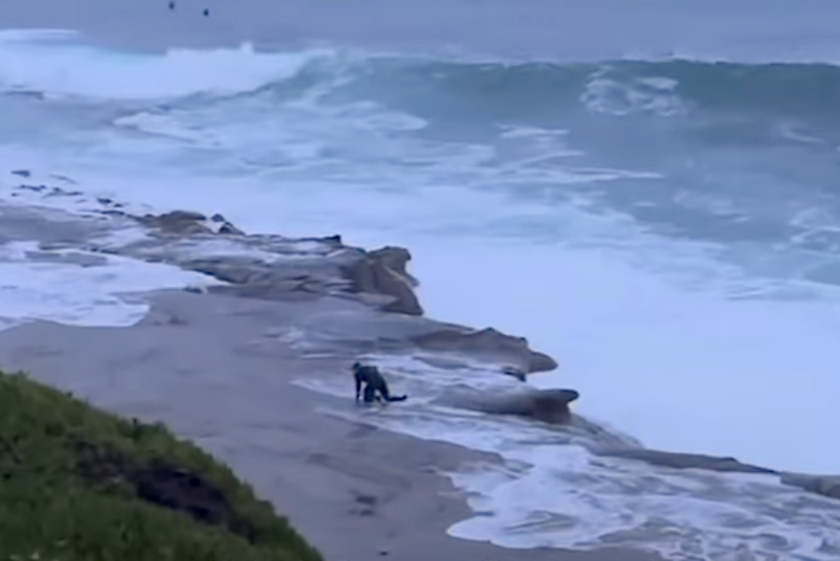 Swimmers Slammed into Rocks by Large Surf in San Diego (Video)