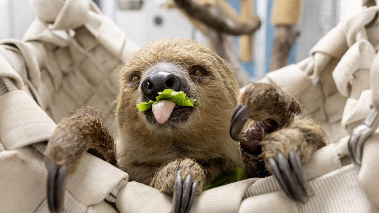 Slow and steady arrival: Shedd welcomes new female sloth Alface