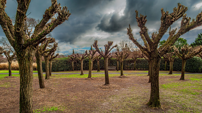 Here's Why Some Trees Have Branches That Are Chopped All The Way To The ...
