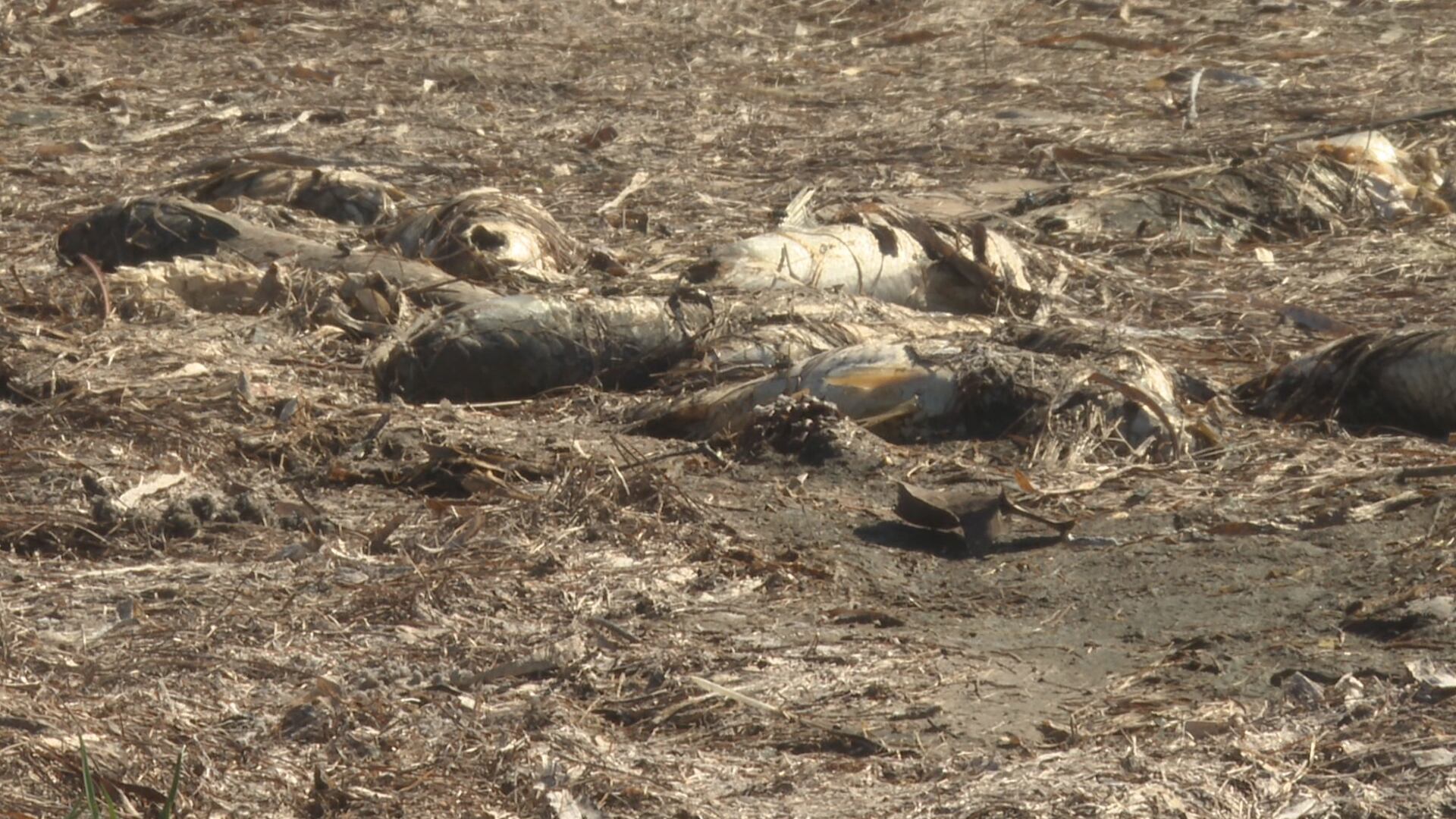 “It’s tragic”: Charter captains express concern about red tide in Gulf ...