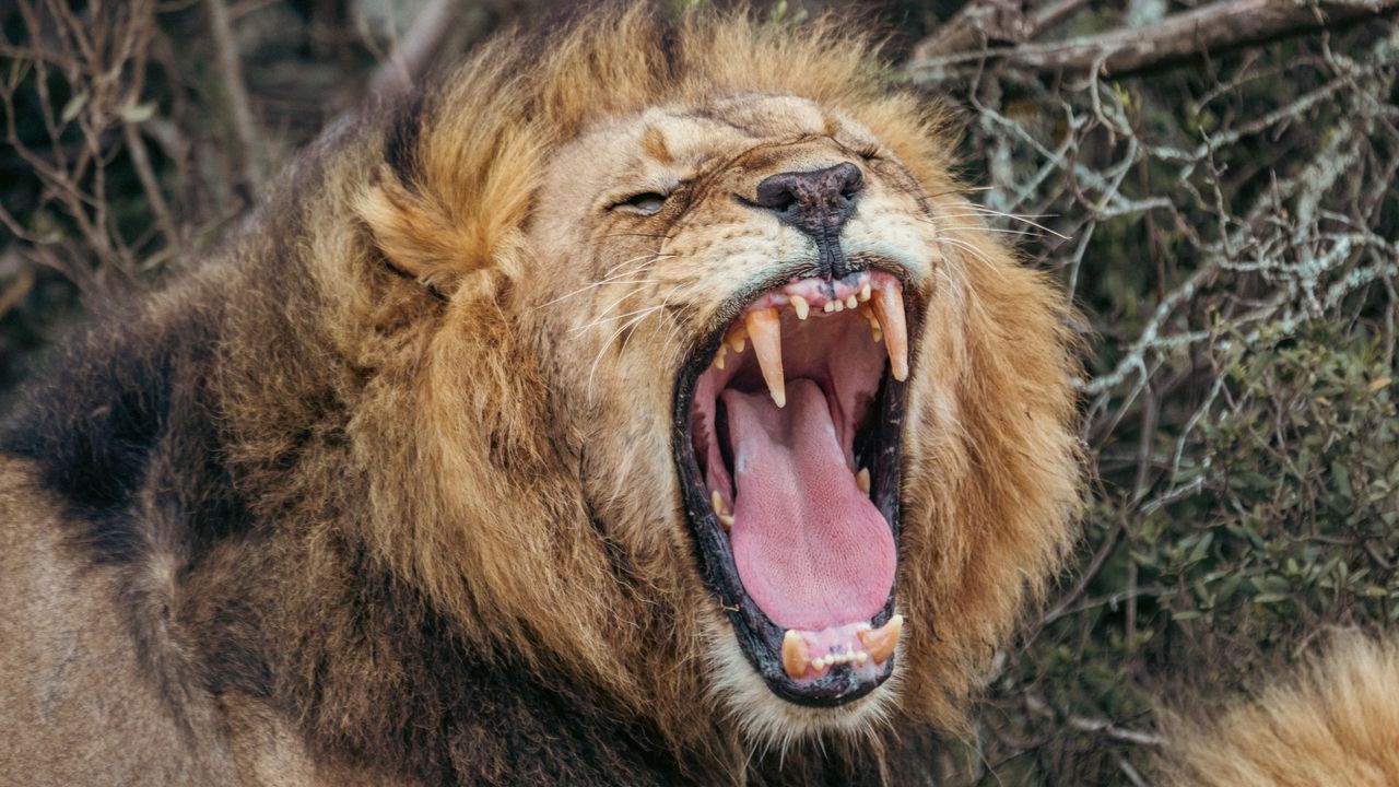 scientists-discover-new-type-of-lion-roar