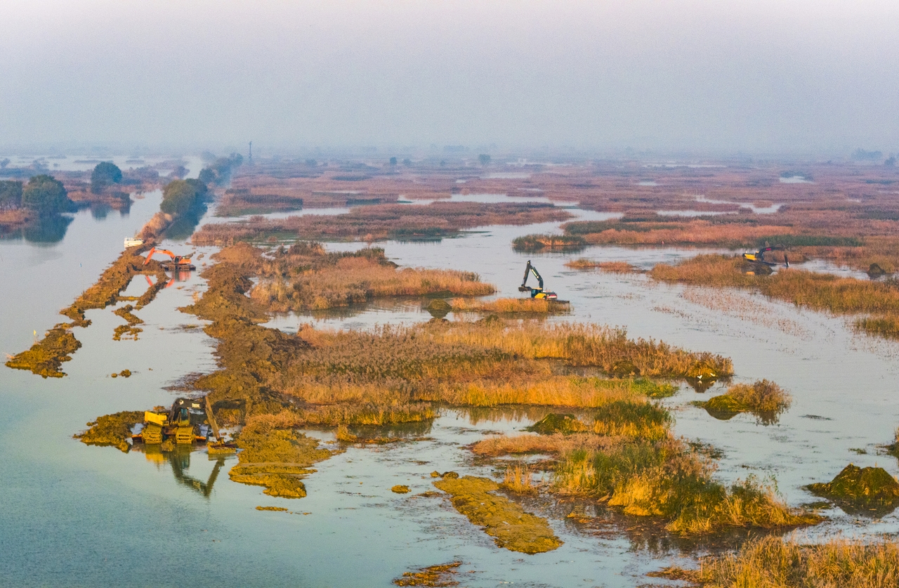 独家：江苏泗洪：修复洪泽湖湿地