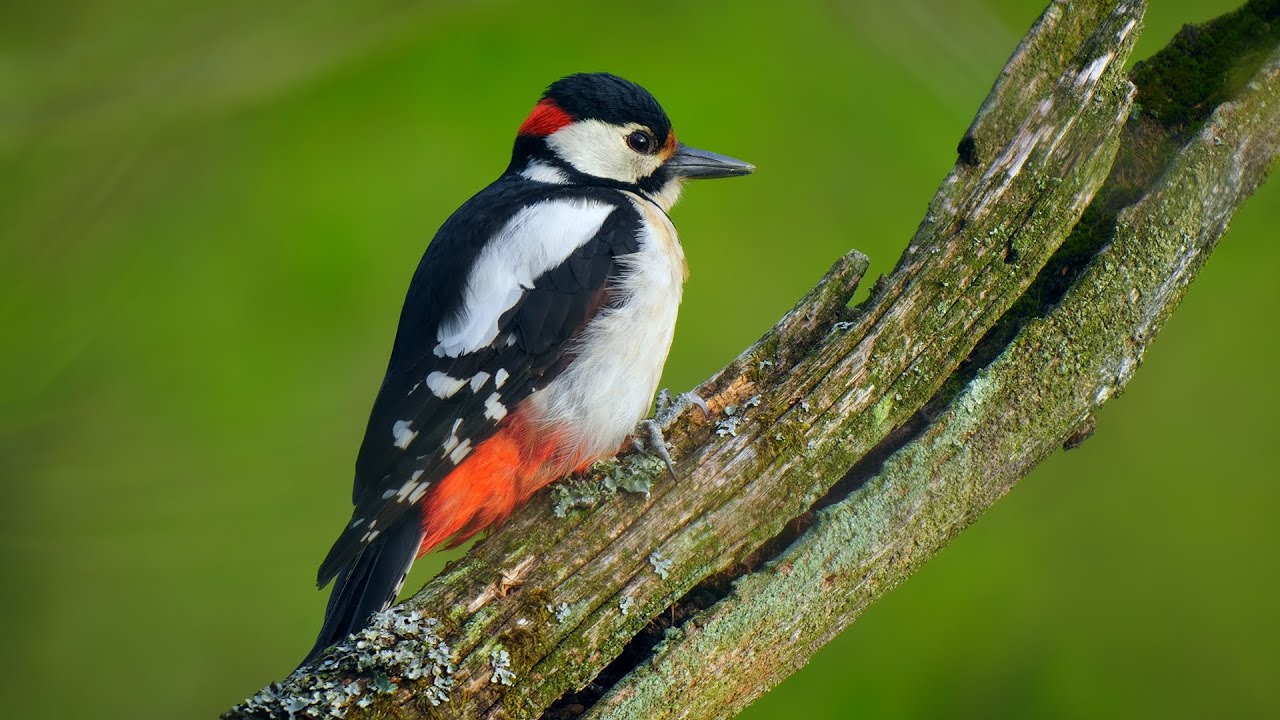 Great Spotted Woodpecker Drumming