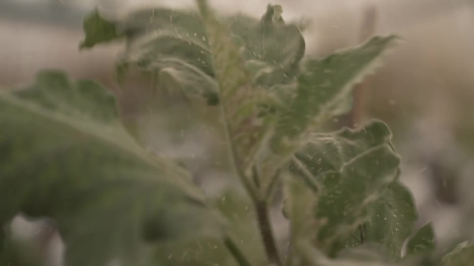 Farmers increasingly using 'good bugs' to combat pests in crops