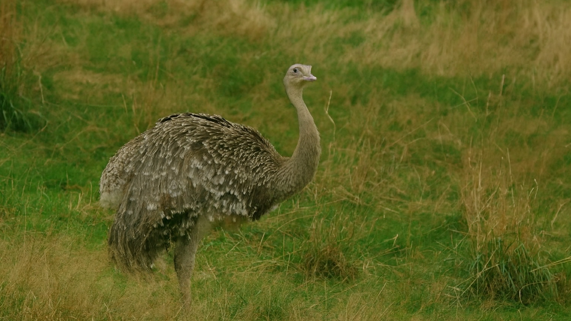 What Is This Large Bird Doing Here?