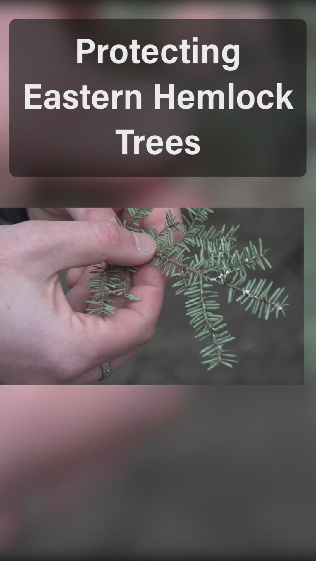 Protecting Hemlock Trees