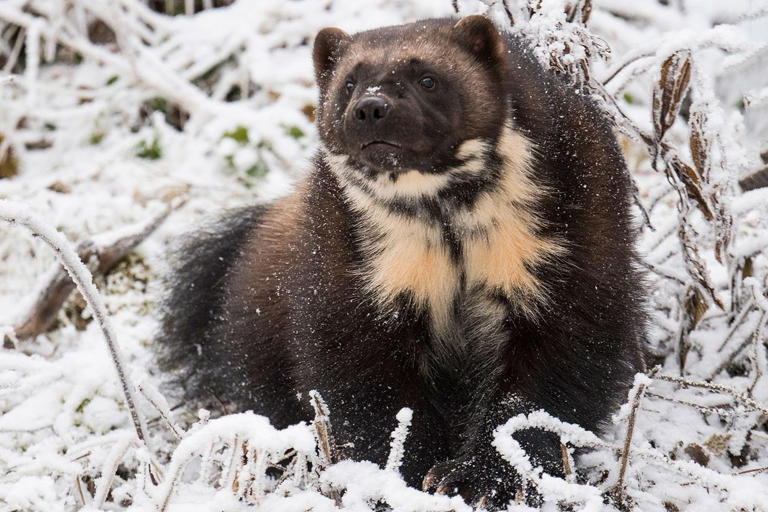 Trump Administration Moves to Strip Vulnerable Animals of Endangered ...