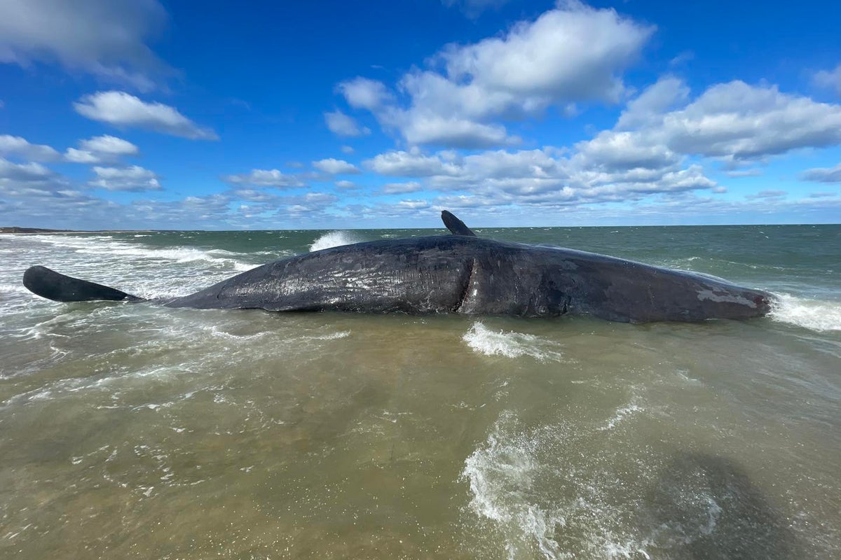 Whale washed ashore in Nantucket and officials unsure how to move it