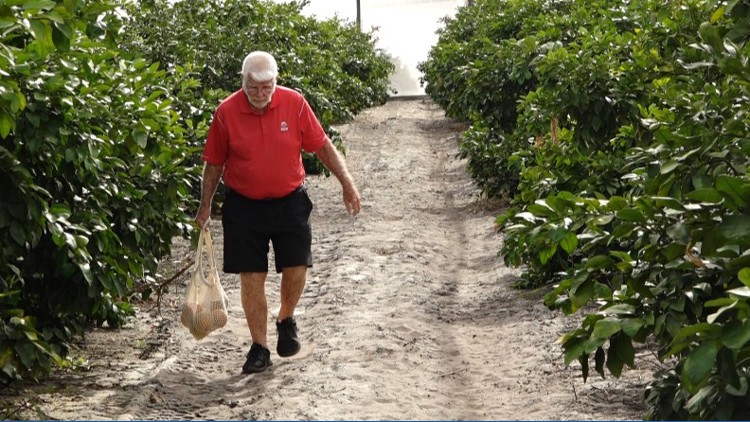 Polk County Grove Opens Florida S First U Pick Citrus Operation Grown