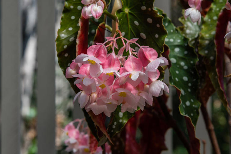 Angel Wing Begonias Are the Underrated Plant Everyone Should Grow