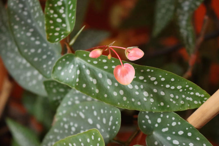Angel Wing Begonias Are the Underrated Plant Everyone Should Grow