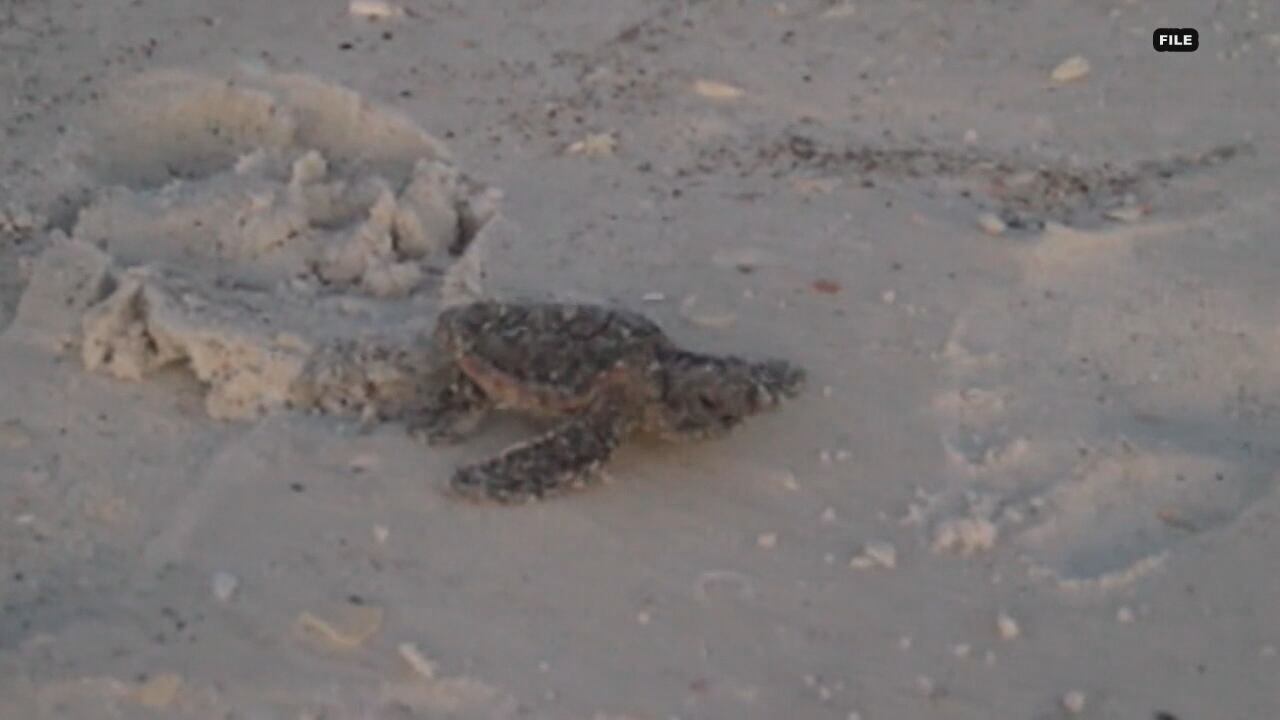 Sarasota County sees record-breaking number of sea turtle nests in 2025