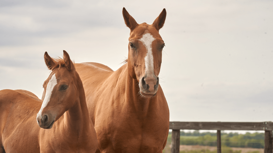 Spree of animal-related crimes reported in NE Kansas
