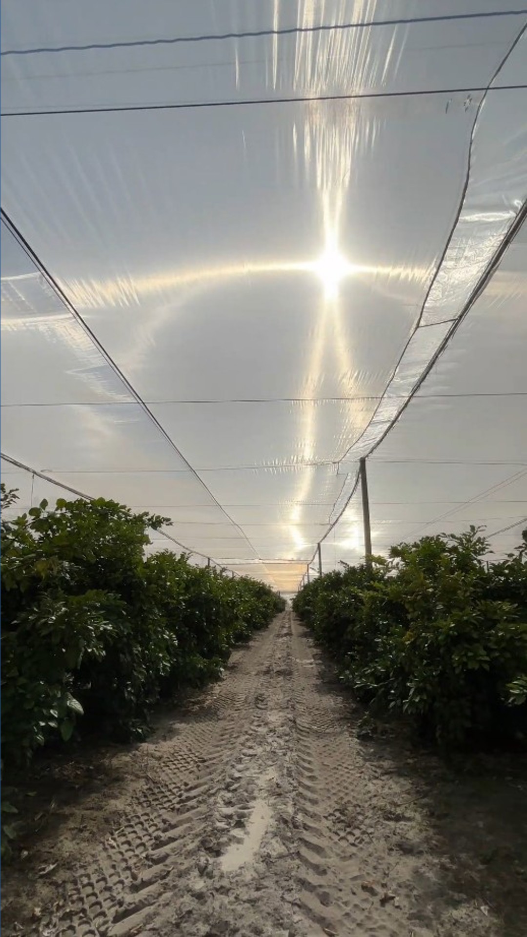 Polk County Grove Opens Florida S First U Pick Citrus Operation Grown