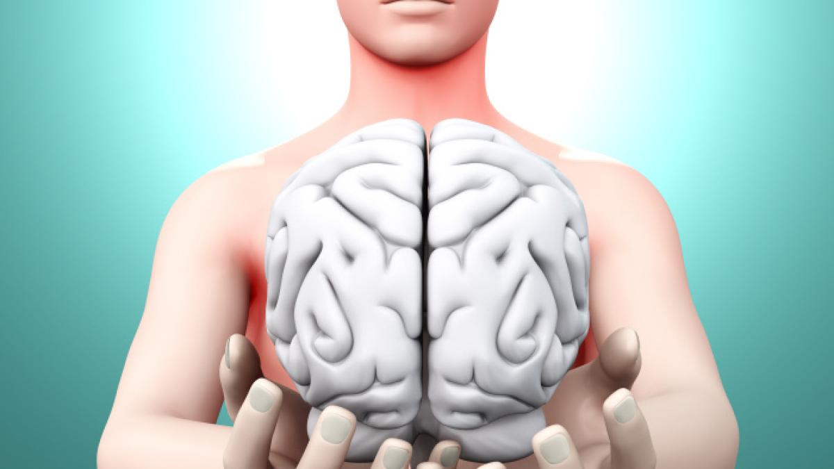 Así funciona el cerebro: ¿Cómo se controla la memoria o el movimiento?