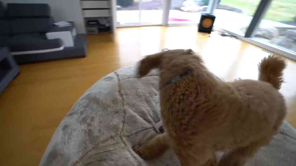 We Rescued a Lost Puppy - Emotional Ending!<br>