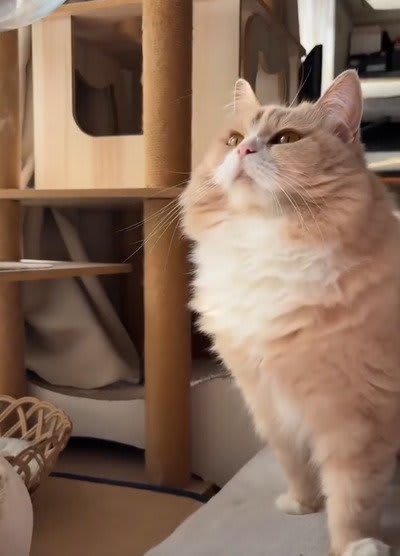 私こそが女王さま！気まぐれさがたまらん猫ちゃん、たまに見せる優しさ