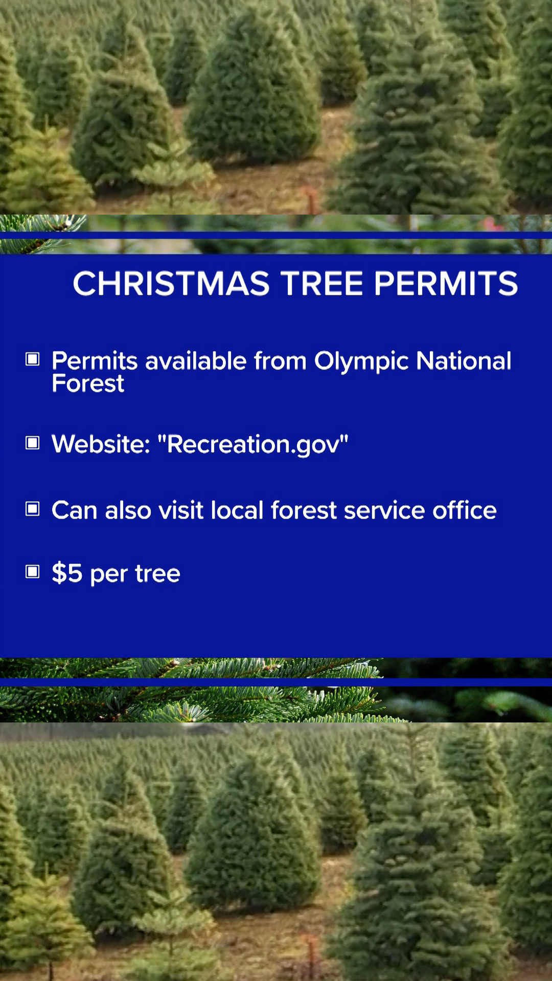 Christmas Tree Permit Colorado 2026